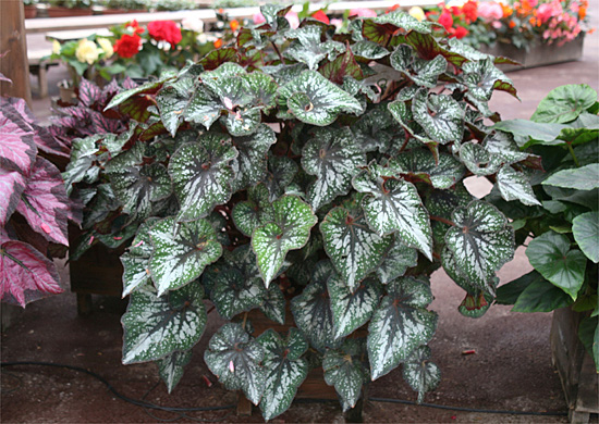 B. ‘Tenmoku Fuji’